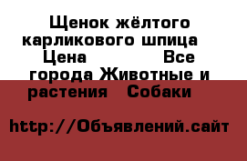 Щенок жёлтого карликового шпица  › Цена ­ 50 000 - Все города Животные и растения » Собаки   